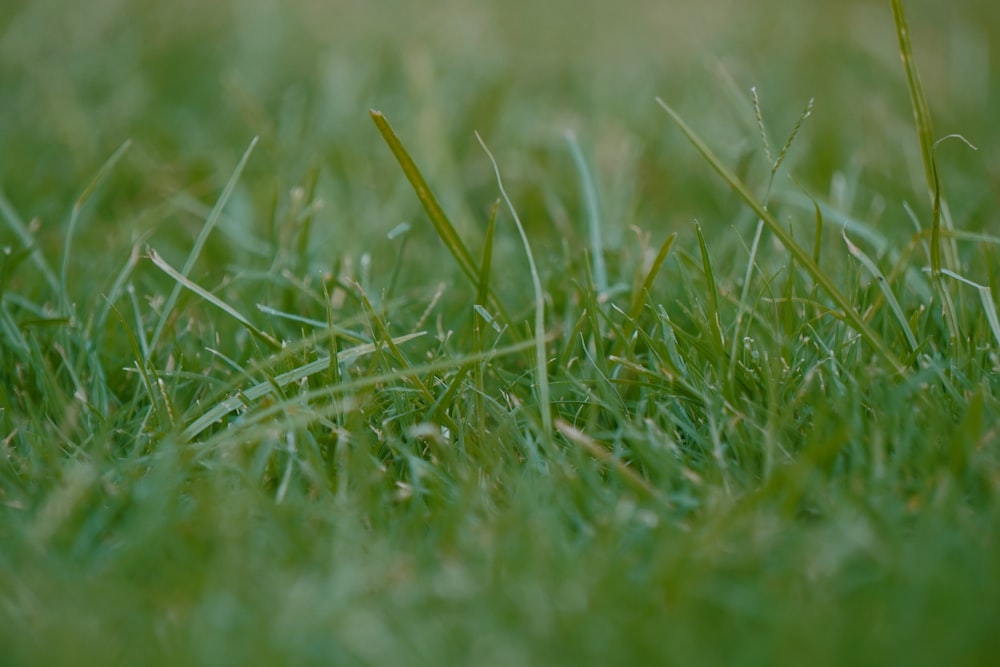 a close up of a green grass field