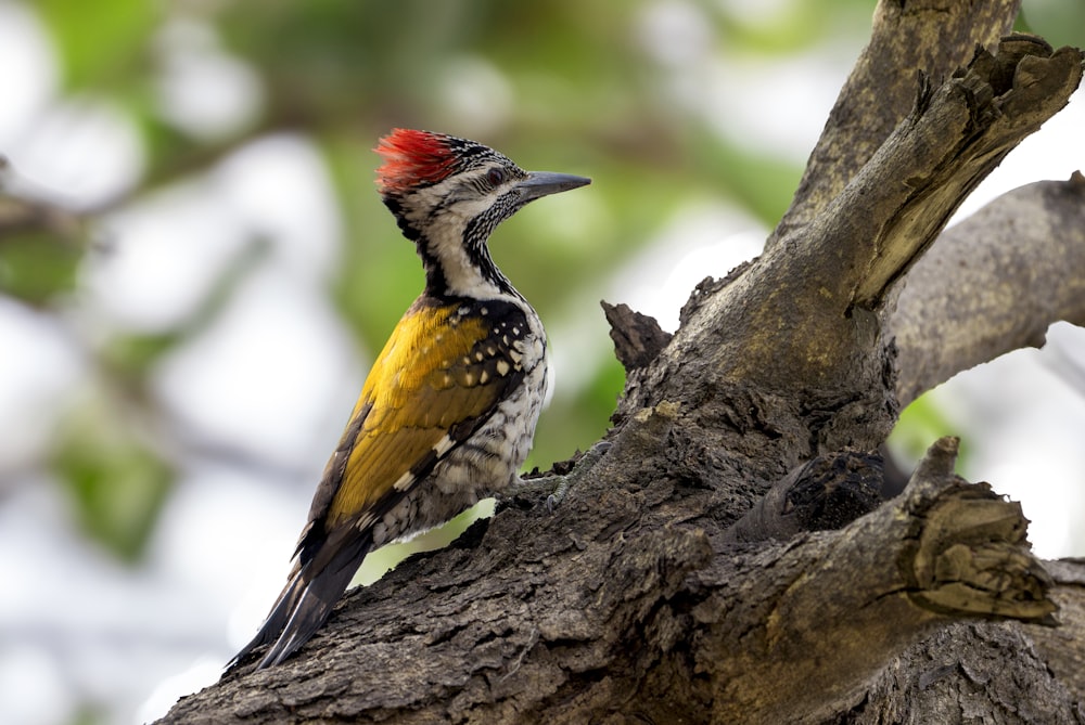 a bird with a red head sitting on a tree branch