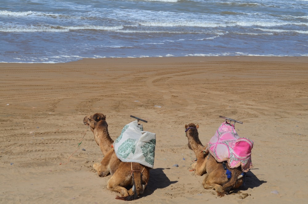 two camels sitting on the beach with their backs turned