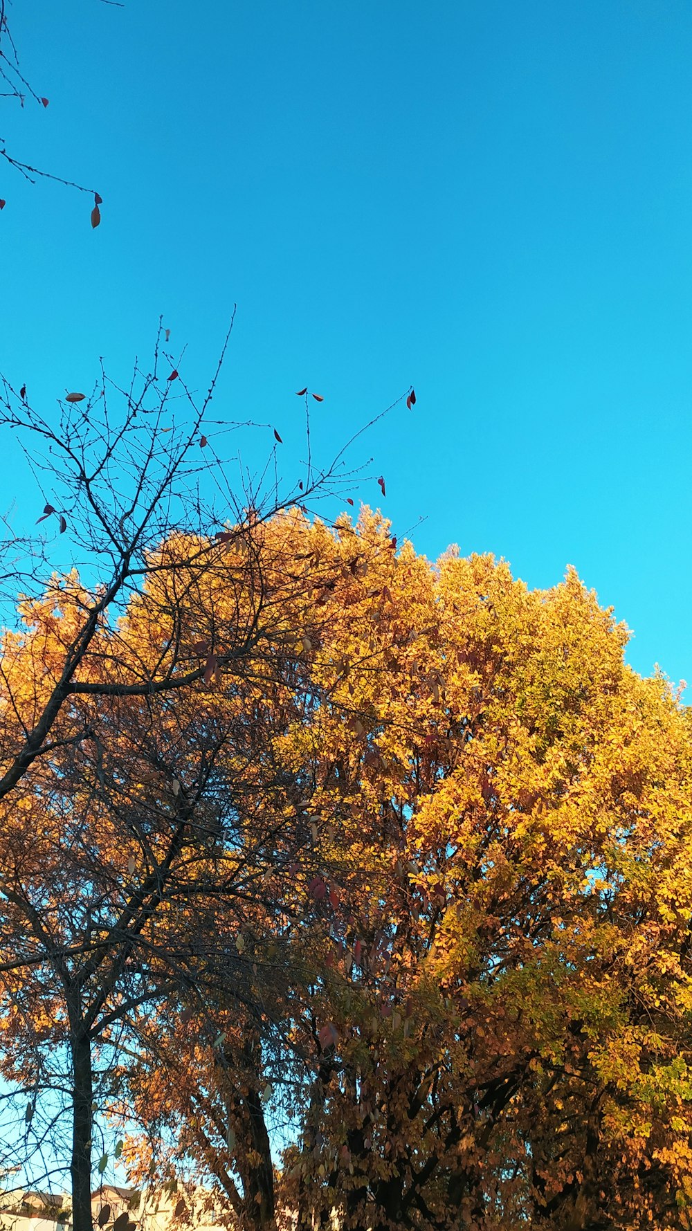 un groupe d’arbres avec des feuilles jaunes