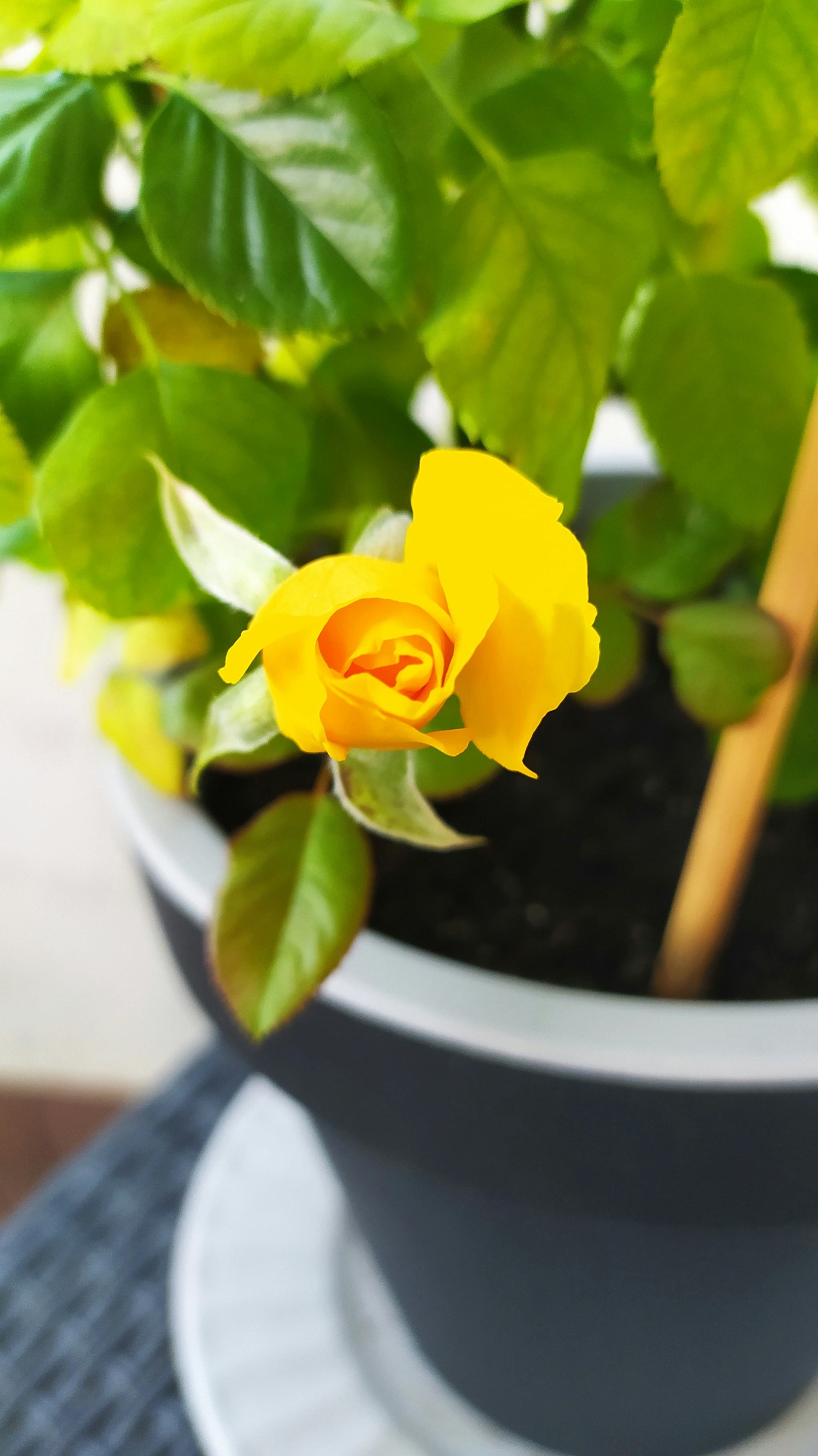 bunga kuning dalam pot di atas meja