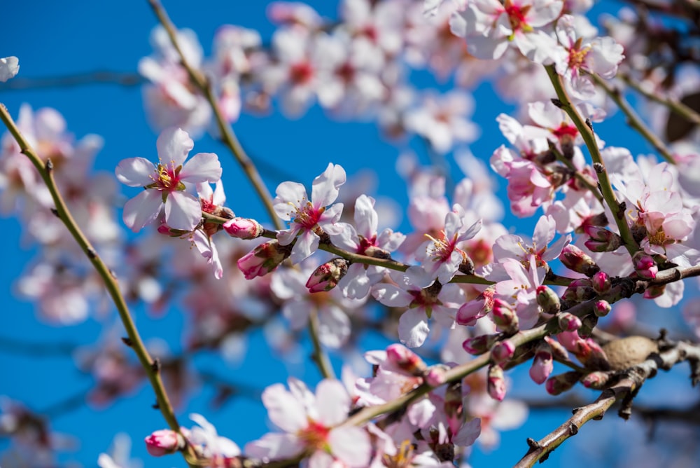 a branch of a tree with white and pink flowers