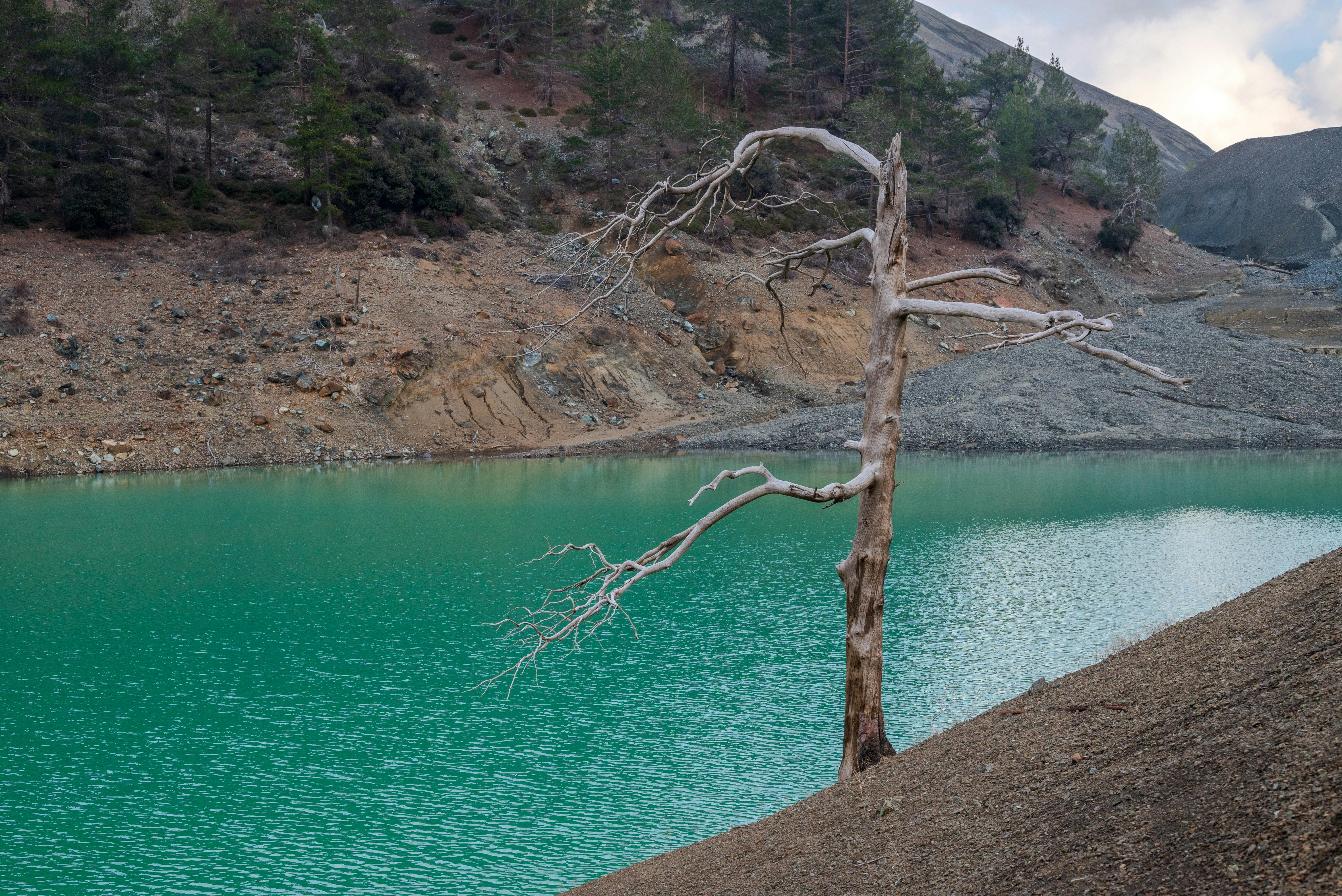 a dead tree in the middle of a lake