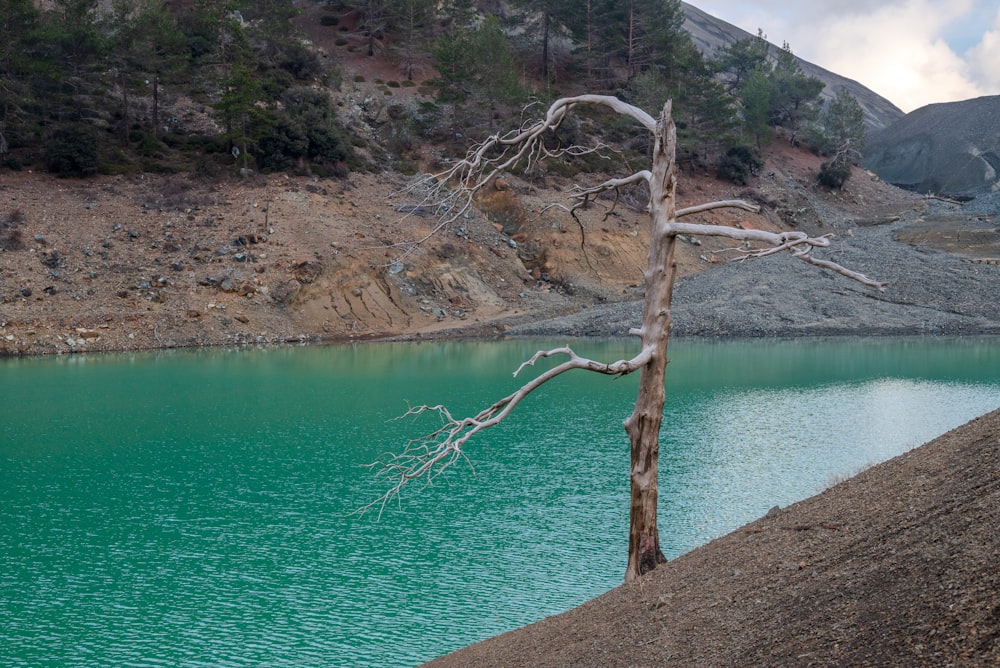 a dead tree in the middle of a lake