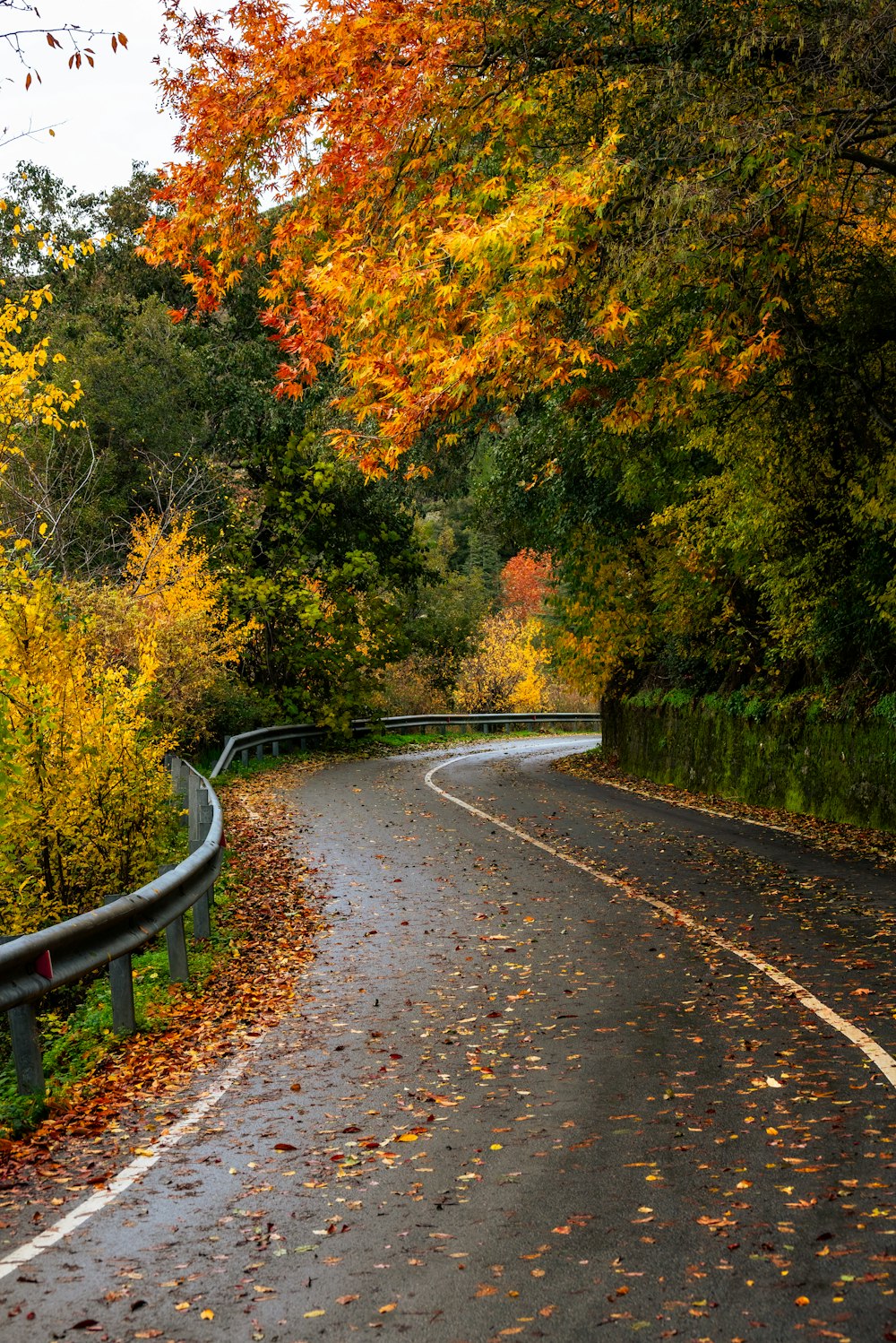 a curved road surrounded by trees with leaves on the ground