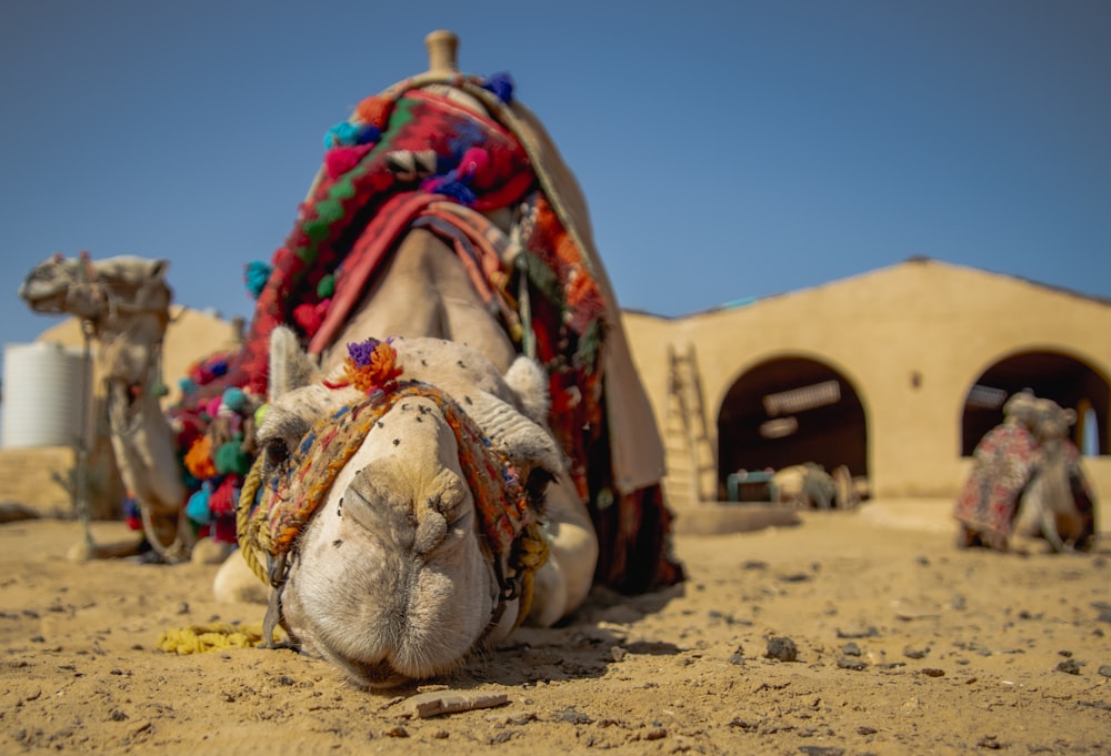 a camel laying on the ground in the desert