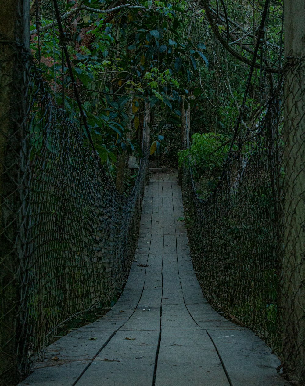 a wooden walkway in the middle of a forest