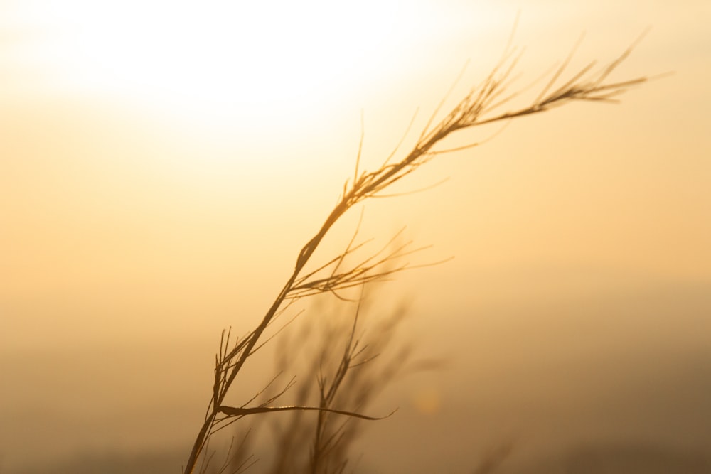 a close up of a plant with the sun in the background