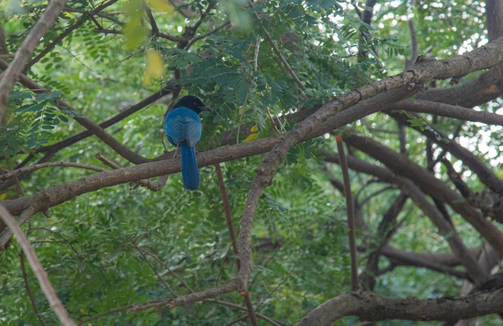 a blue bird sitting on top of a tree branch