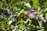 a purple flower with green leaves in the background