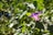 a purple flower with green leaves in the background