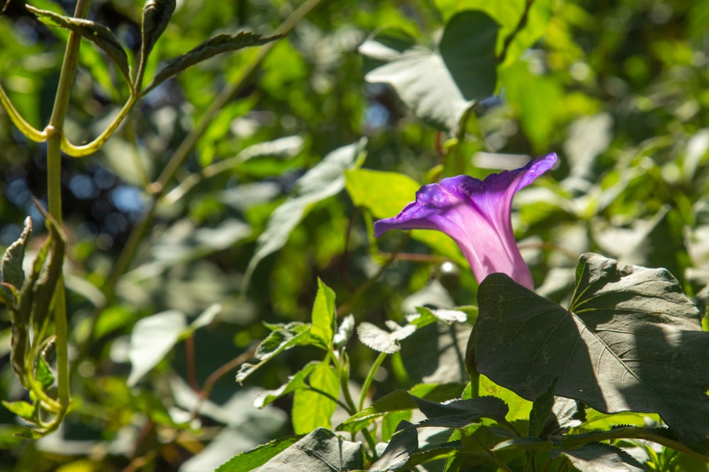 a purple flower with green leaves in the background