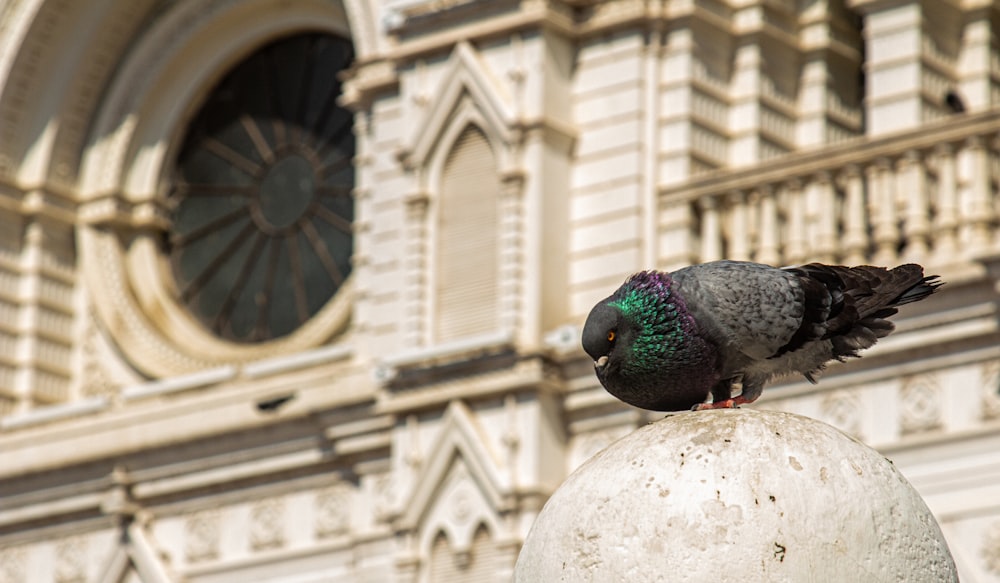 a pigeon sitting on top of a white ball in front of a building