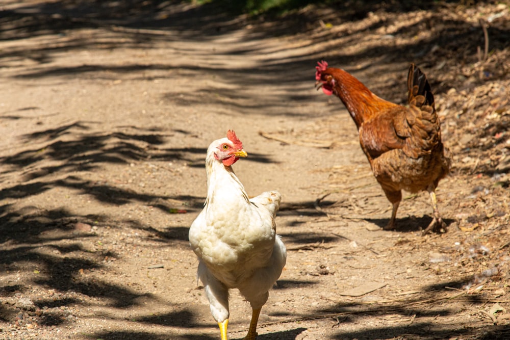 a couple of chickens walking down a dirt road
