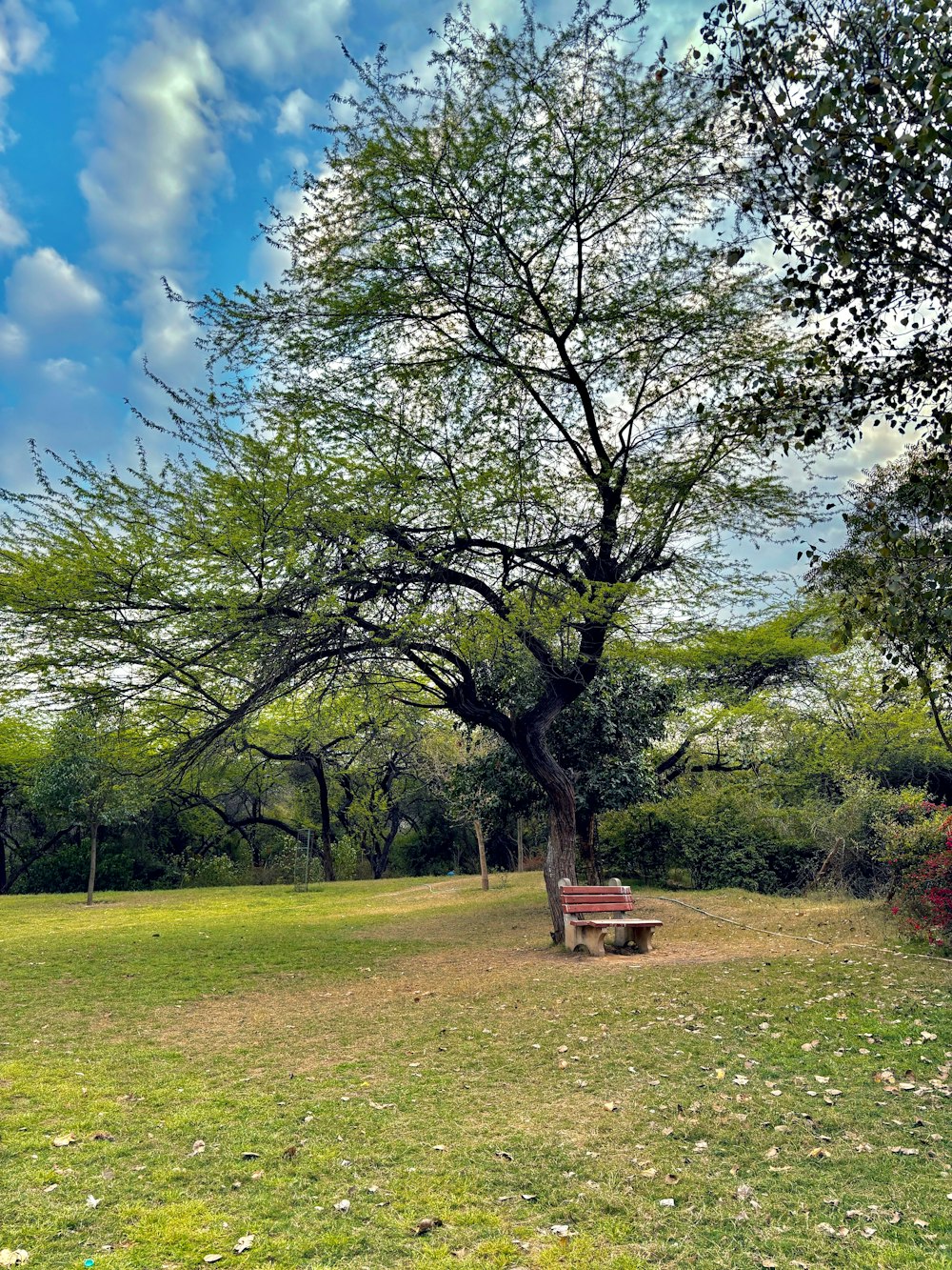 a bench under a tree in a park