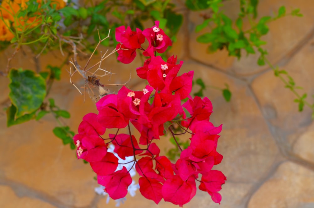 a bunch of red flowers that are on a table