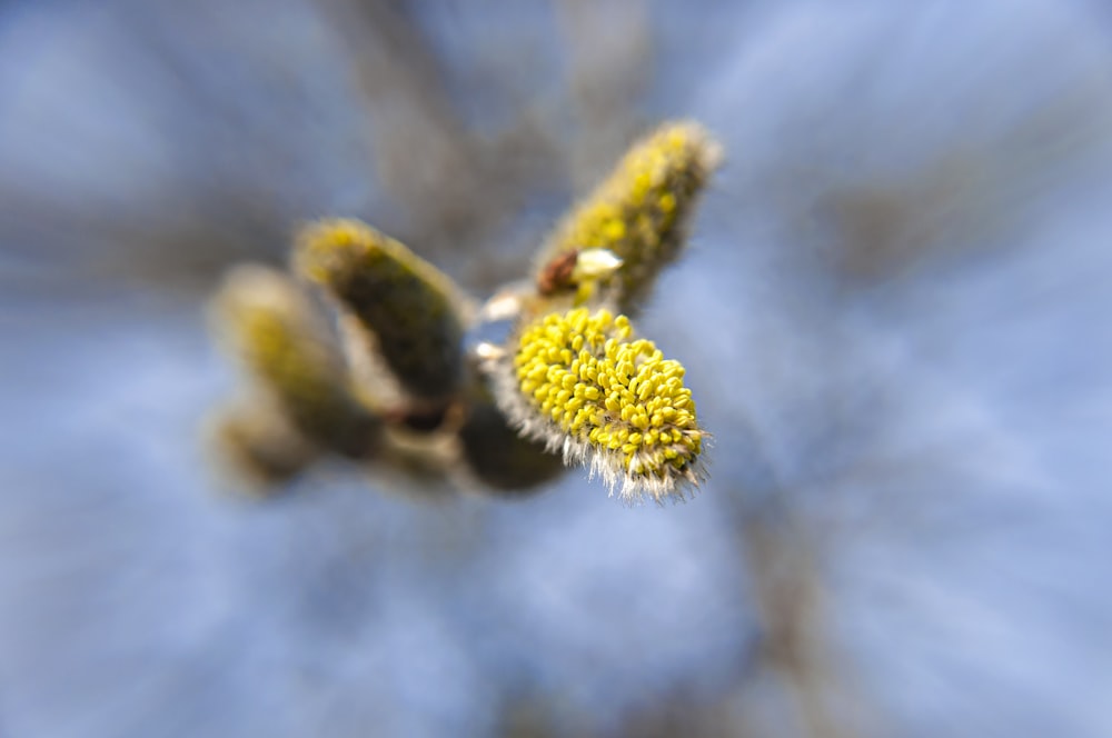 a close up of a flower with a blurry background