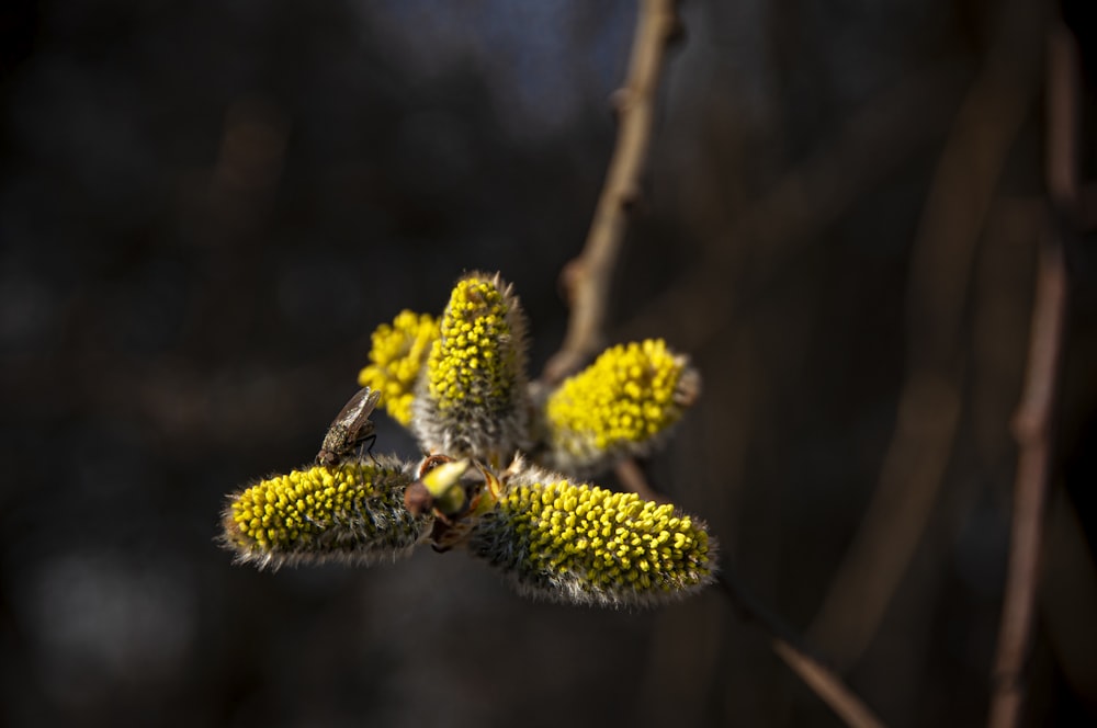 a close up of a tree branch with yellow flowers