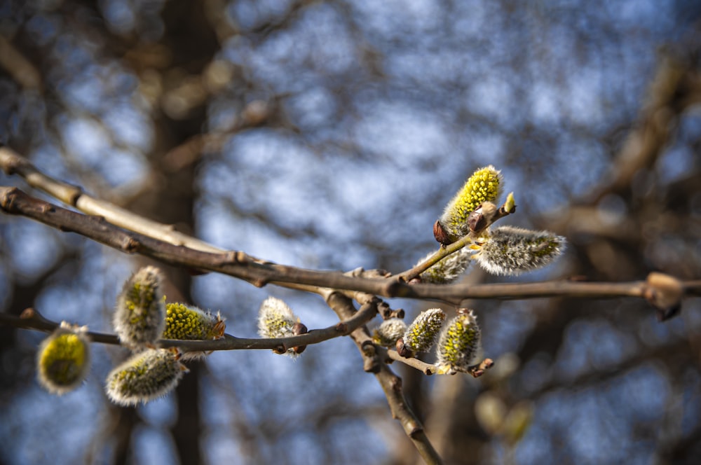 the buds of a tree with a blue sky in the background