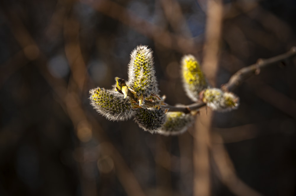 a close up of a tree branch with leaves