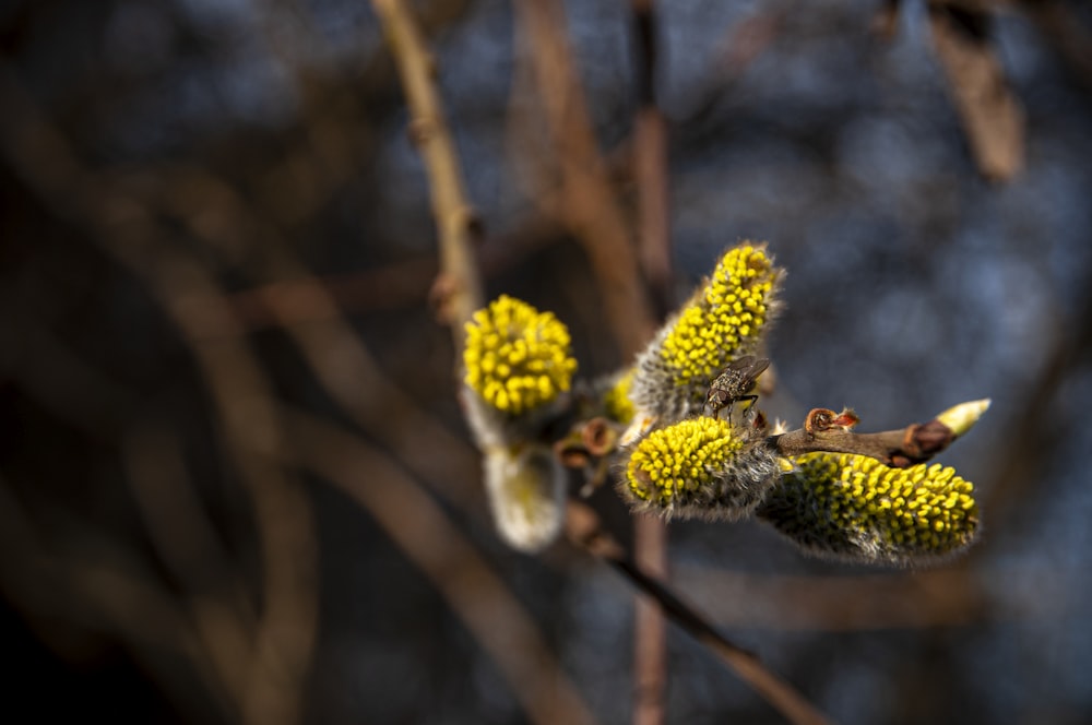 a close up of some yellow flowers on a tree