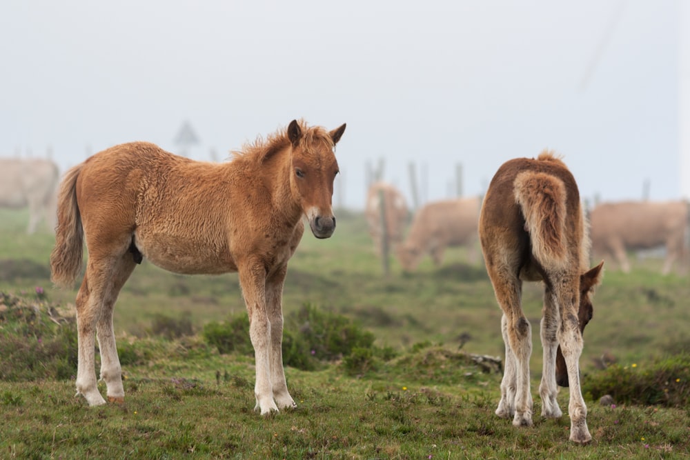 a couple of brown horses standing on top of a lush green field