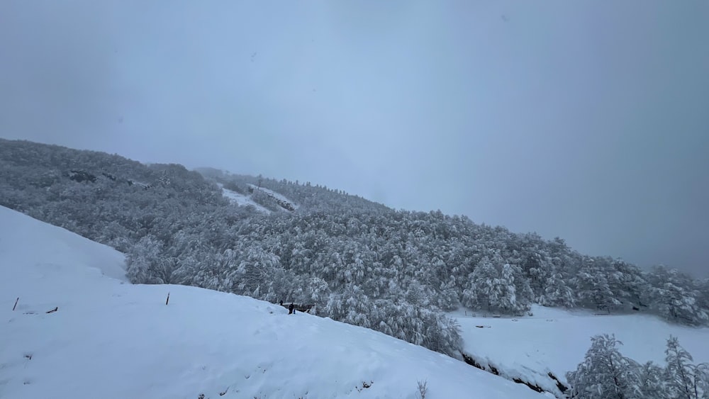 a snow covered mountain with trees on it