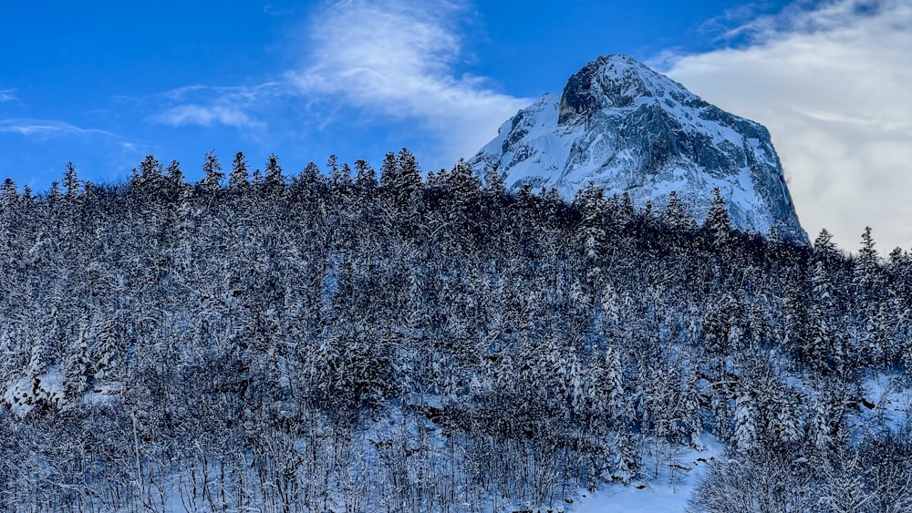 a mountain covered in snow and trees under a blue sky