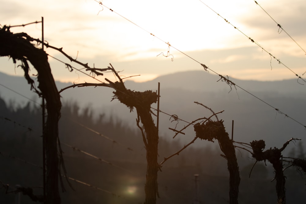 El sol se pone detrás de una cerca de alambre de púas