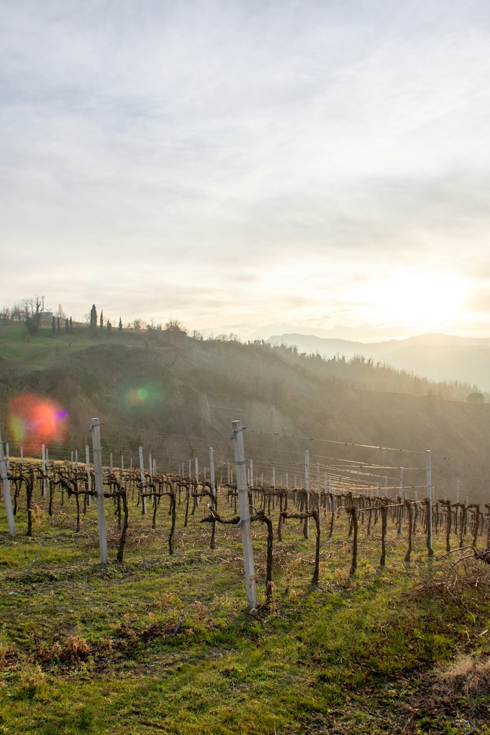 the sun is setting over a vineyard in the hills