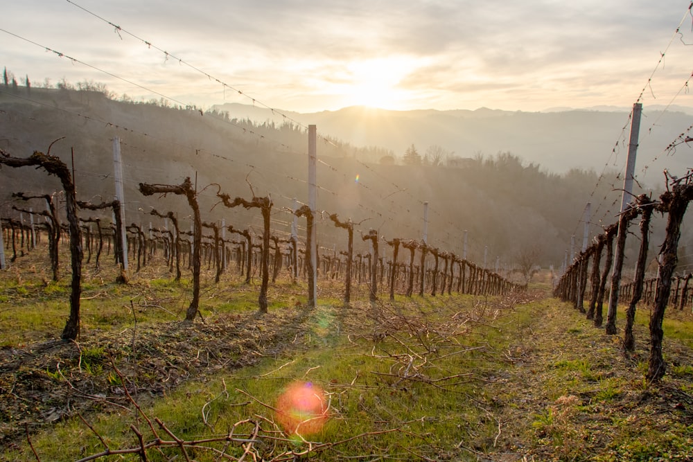 Le soleil se couche sur un vignoble dans les montagnes