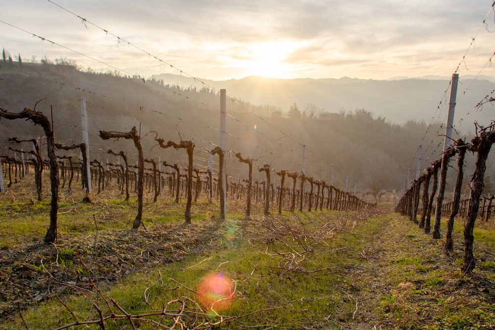 the sun is setting over a vineyard in the mountains