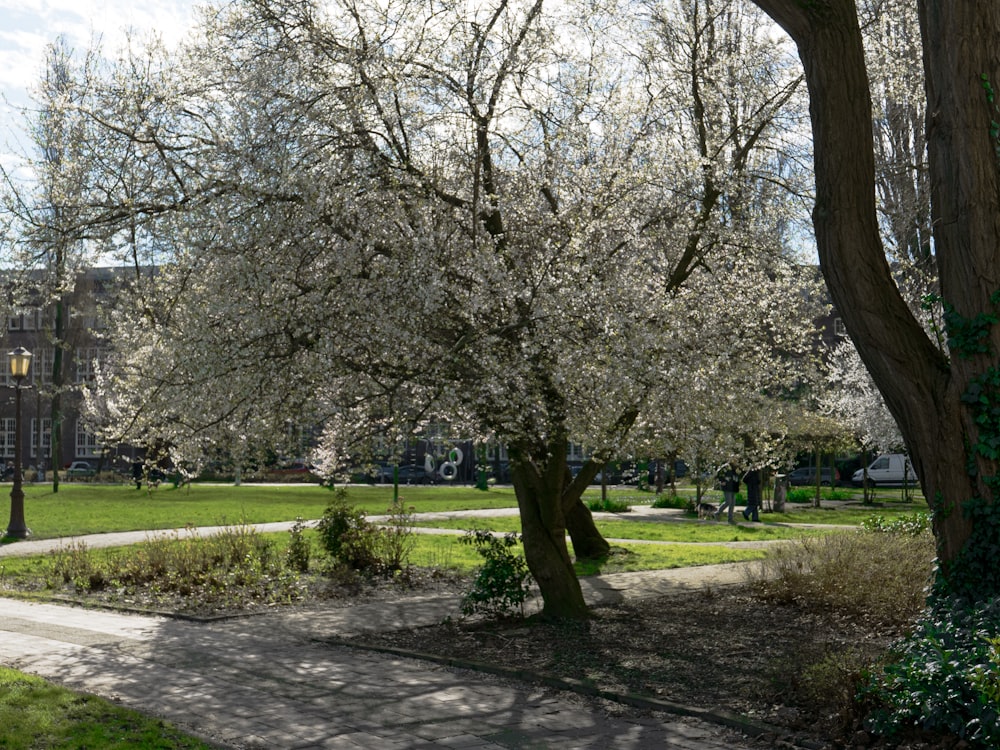 a tree with white flowers in a park