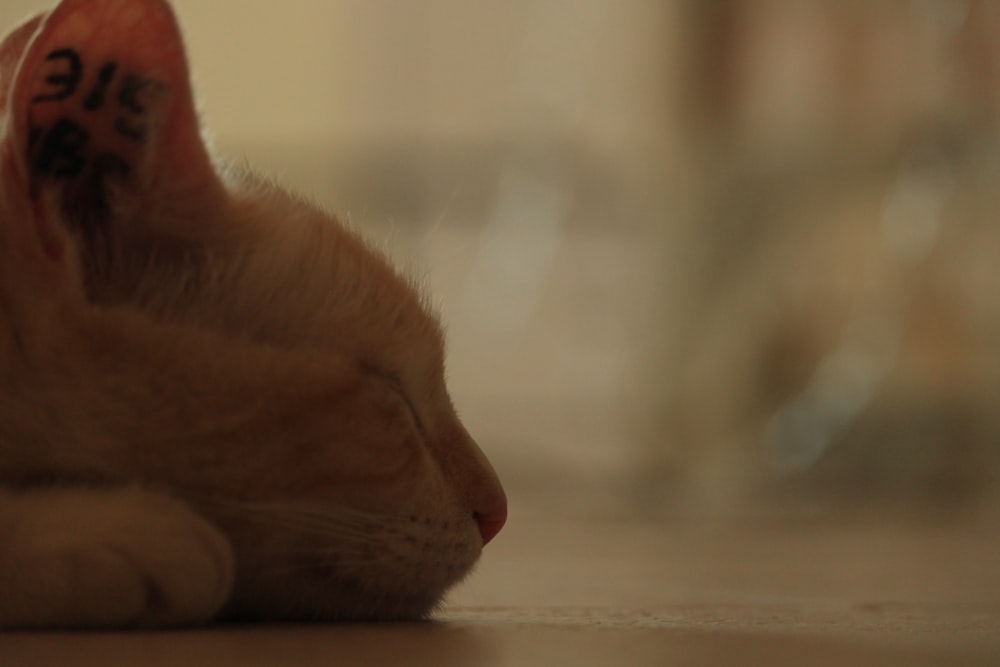 a close up of a cat laying on the floor