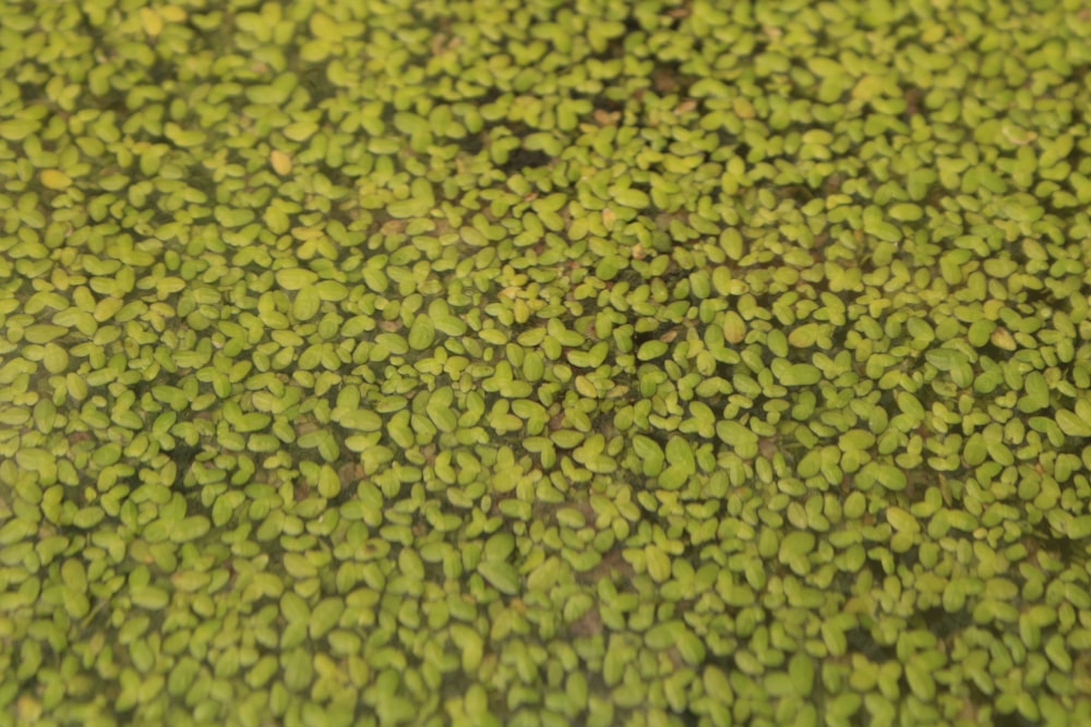 Un primer plano de una planta verde con muchas hojas