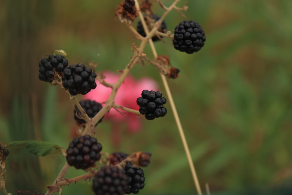 Un primer plano de una planta de bayas negras con una flor rosa en el fondo