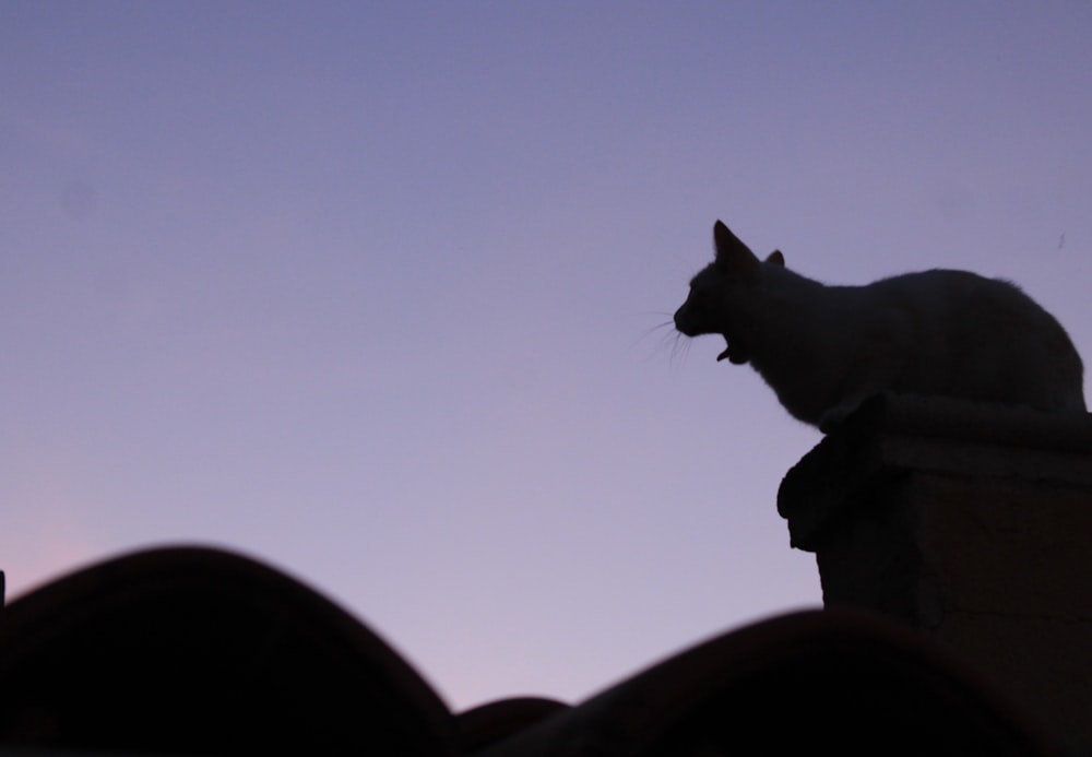 a cat sitting on top of a roof