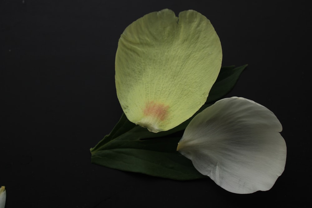 two white flowers with green leaves on a black background