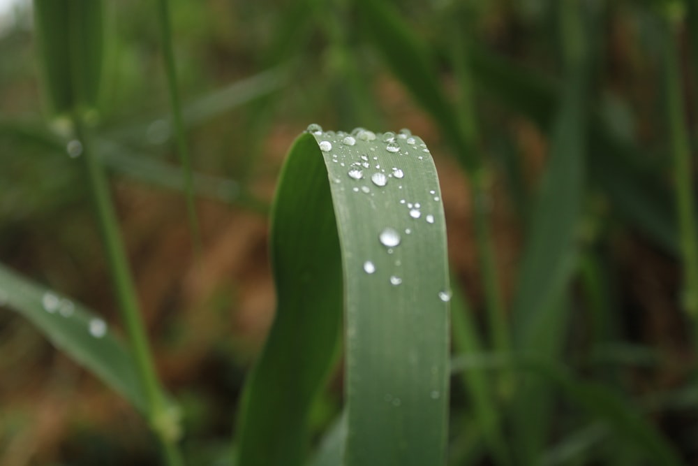 a close up of a leaf with water droplets on it