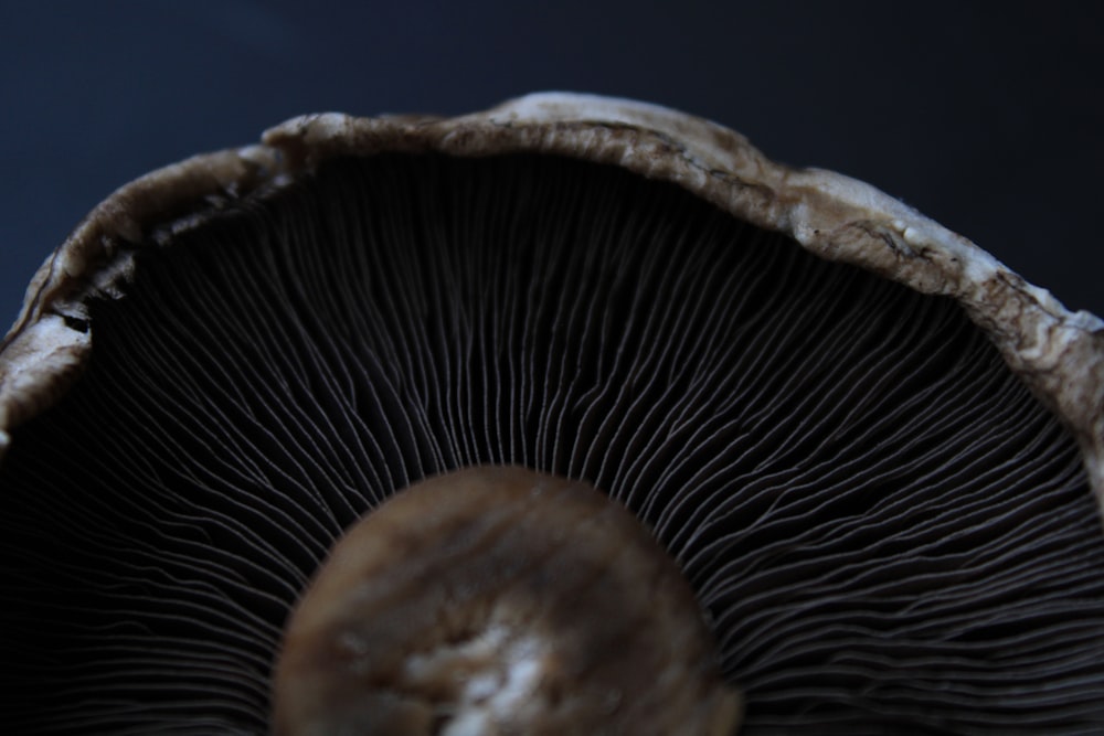 a close up of a mushroom on a black background