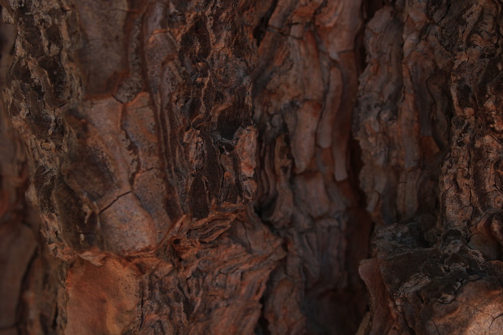 a bird is perched on a tree trunk