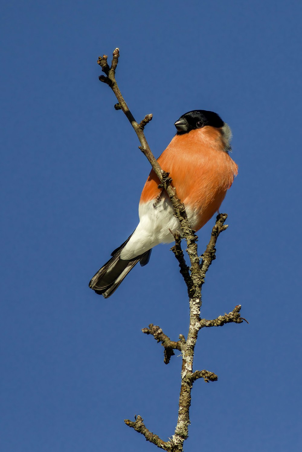 a small bird perched on top of a tree branch