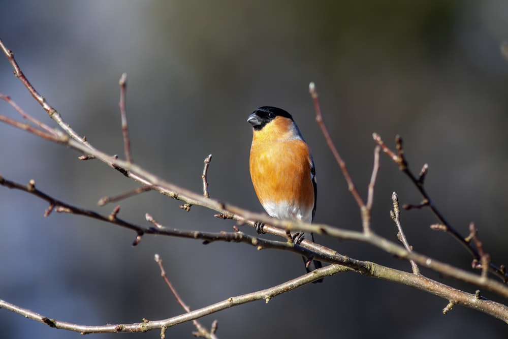 a small bird sitting on a branch of a tree