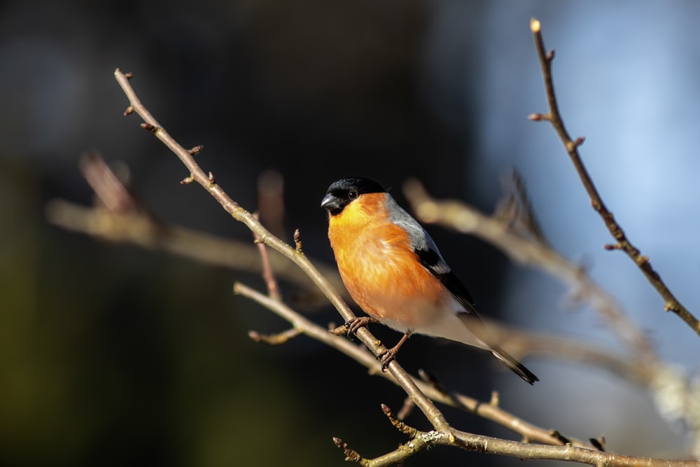 a small orange and black bird perched on a tree branch