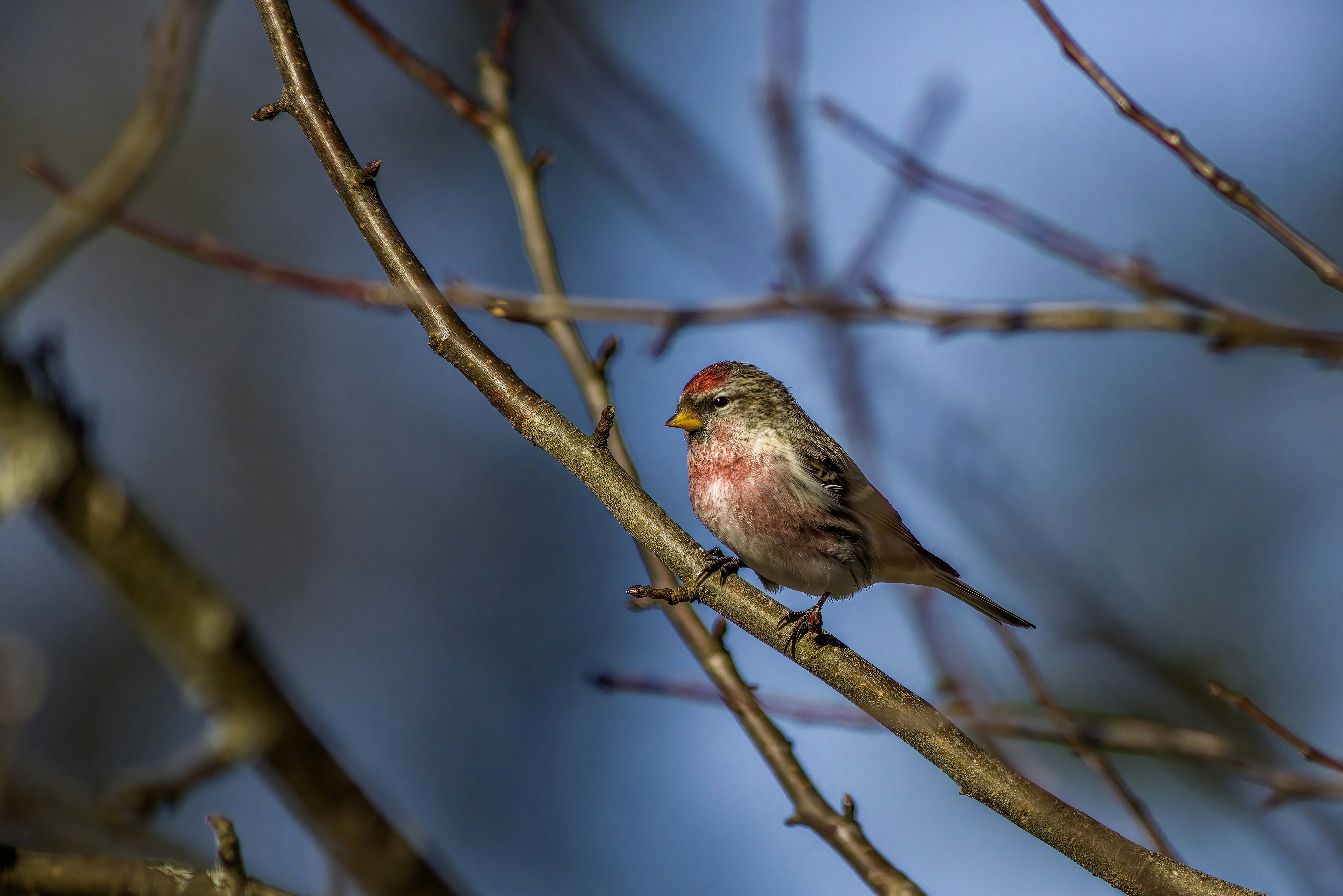 Photo by erik_karits