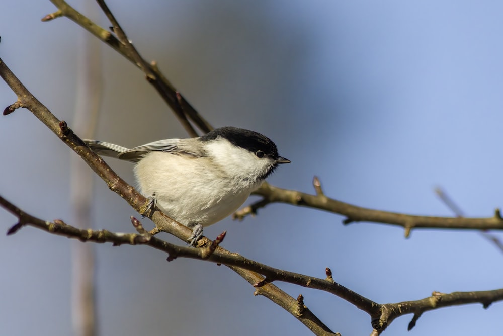 a small bird perched on top of a tree branch