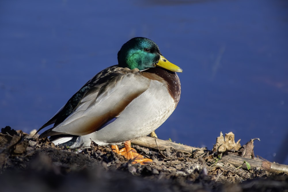 a duck sitting on the ground next to a body of water