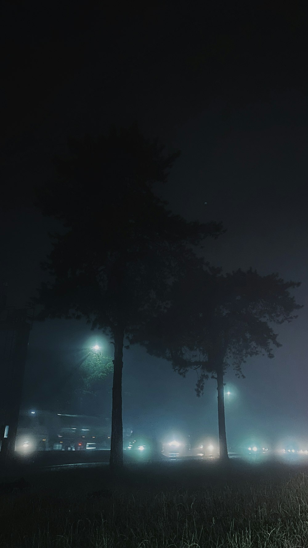 a foggy night in a park with trees and street lights