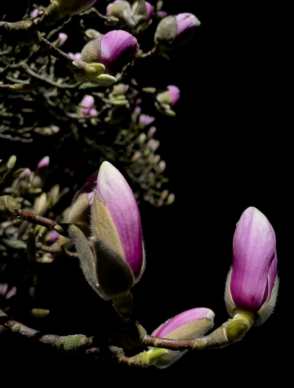 a close up of a flower on a tree