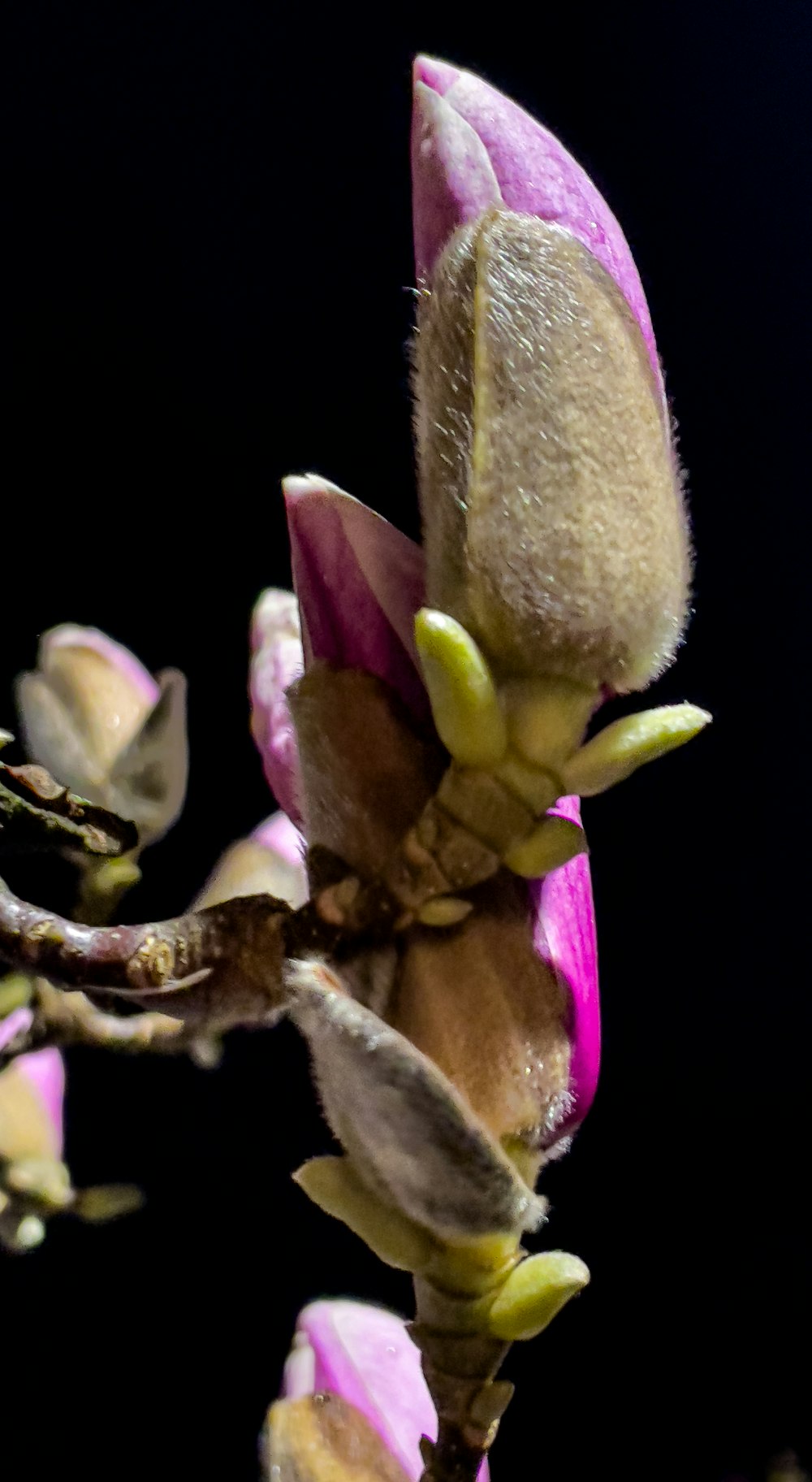 un primer plano de una flor en un árbol